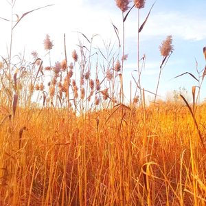 花儿爱上忘情草