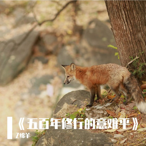 《五百年修行的意难平》