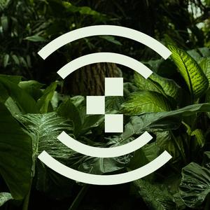 Echoes of Water — a dialogue with Syngonium (feat. Morell)