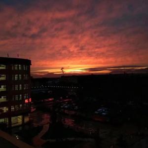 向日葵也会开花