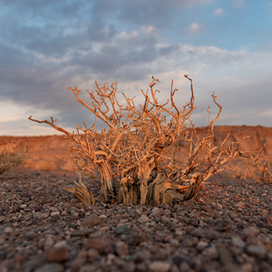 La insurgencia del caracol (Versión 2024)