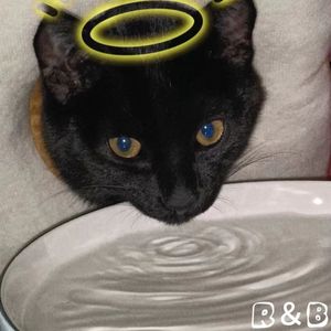 BB88（cover方大同）