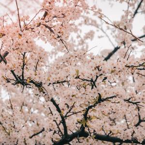 A Spring Without You (Vocal Mix)