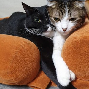 吃瓜橘子