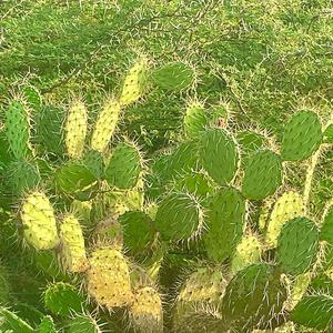 Vistas of Fields of Shards of Glass