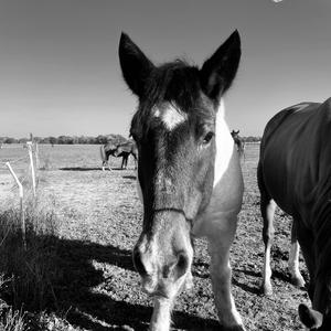 Lacrymales Inondées