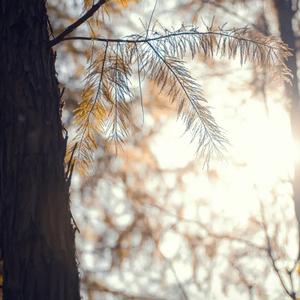 阿尔茨海默的爱