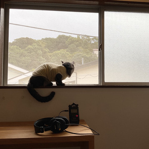 窓辺で猫と過ごす朝