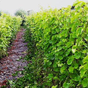 Vejby Wineyard