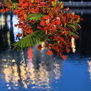 人生海海 凤凰花开