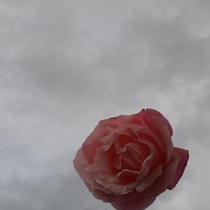 Σήκωσα το βλέμμα μου