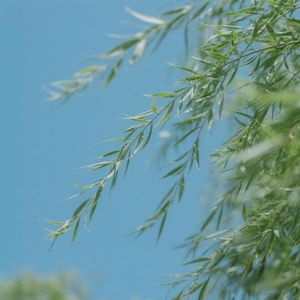 微风轻抚似情长