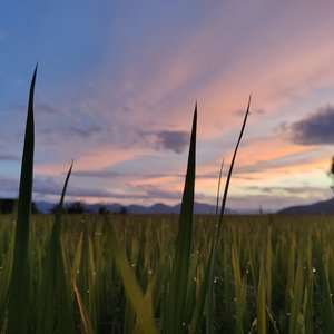 阿拉善（翻自 贰佰）