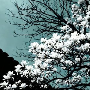 《无叶的枝头》.wav