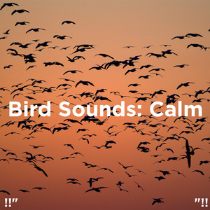 Bird Sounds