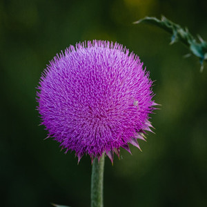 엉겅퀴 Thistle