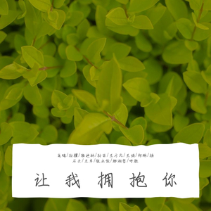 让我拥抱你