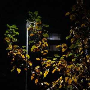 生活-整曲 伴奏