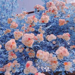 .arch小果树皮与何的词，柚子的互助-整曲