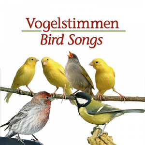 Vogelstimmen 2
