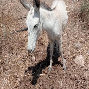 עמית על הפסנתר