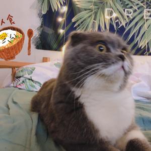 好像掉进爱情海里（翻自 谷嘉诚 / 赵露思）