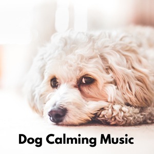 Dog Calming Music