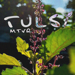 Tulsi