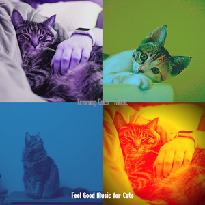 Chilled (Training Cats)