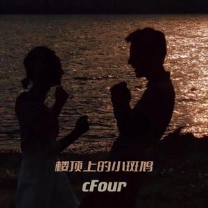 楼顶上的小斑鸠