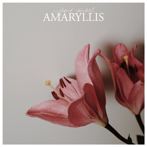 Amaryllis