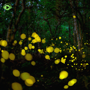 Night light (feat. Make a field Music)