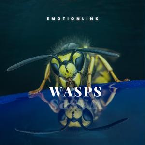 Wasps