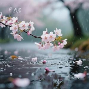 樱花雨落