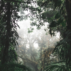 Rainforest Awakening