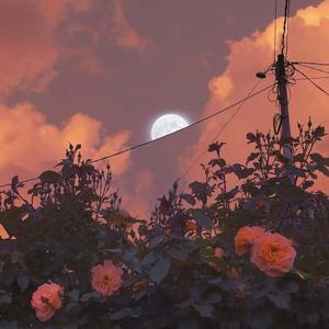 这不是来自红人馆