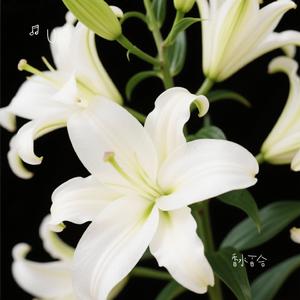 香水百合（Cover 张韶涵）