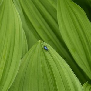 Leave It Open (Throw Away the Key)