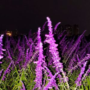 绽放
