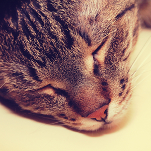 Lluvia De Ruido Blanca (En Bucle, Sin Atenuarse)