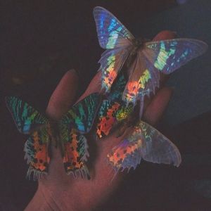 阳光下的星星-2