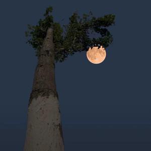 隔壁老樊-别怕 我在(Remix)