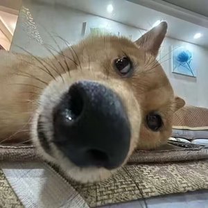 候鸟迷了路