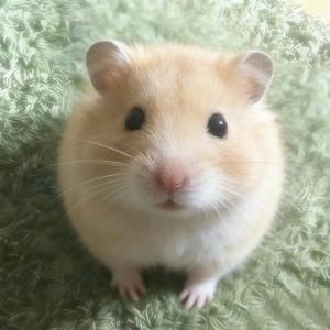 鼠鼠日常
