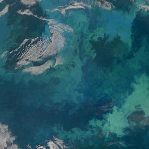 Seaflowers (Seaflowers)