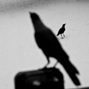 白鸽和乌鸦相爱的戏码