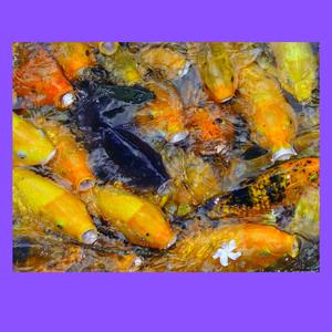 Koi Fish