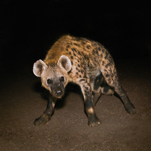 Endurance (Alexey Volkov Remix)