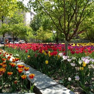 Down by the Salley Garden_C_Flute