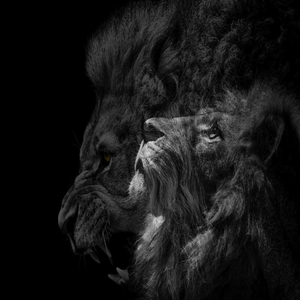 Throwing Shade (Remastered)